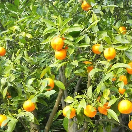 Les Mimosas Bed and Breakfast Μεντόν