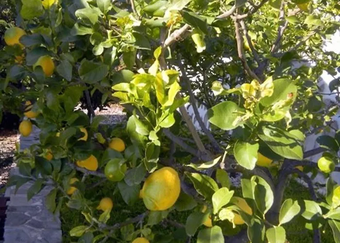 Les Mimosas *