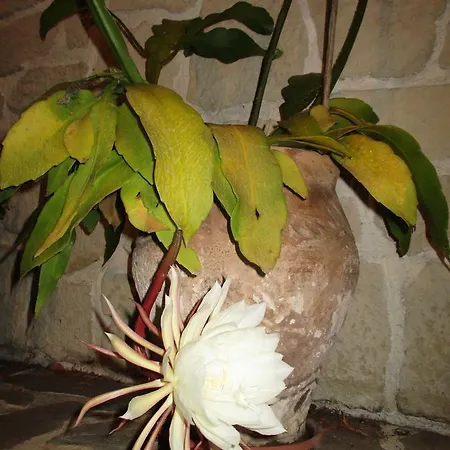 Bed & Breakfast Les Mimosas Mentone