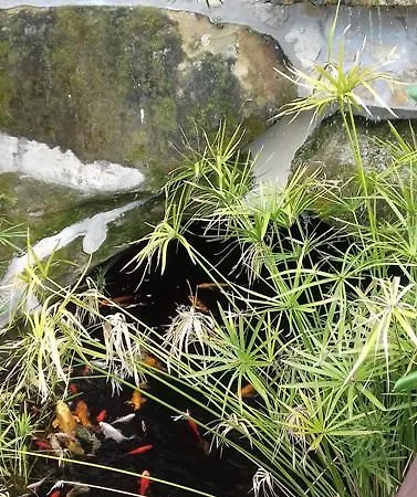 Bed & Breakfast Les Mimosas *