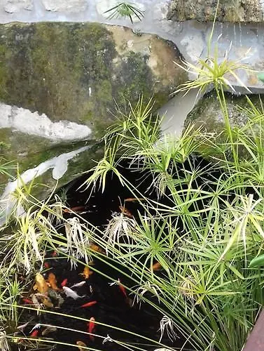 Bed & Breakfast Les Mimosas *